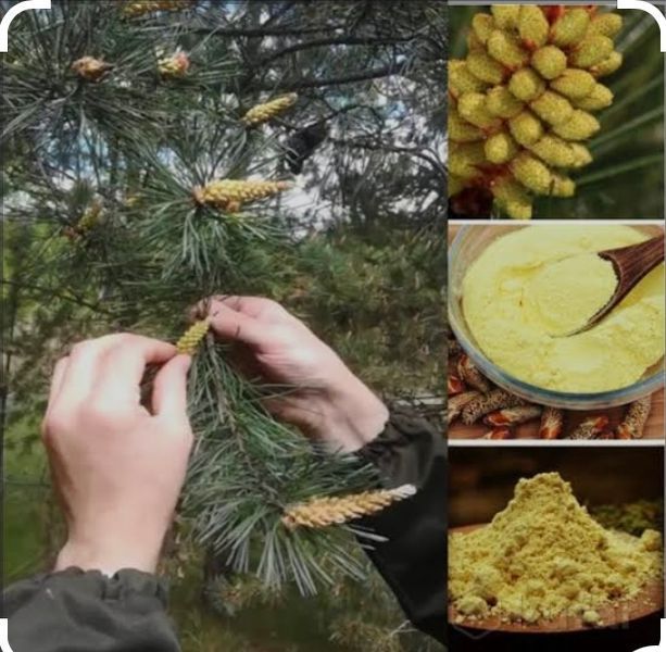 Сосновая пыльца в капсулах (60шт. по 0.5 гр.) fun-pine фото